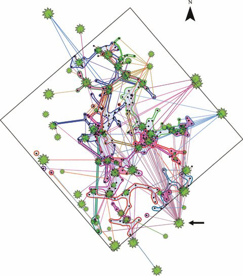 Mycorrhizal Diagram | Beiler et al, 2010
