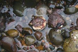 scallop in a tidal pool