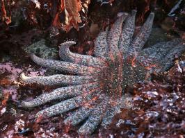 sunflower star