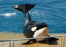 orca in captivity