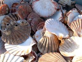 scallop shells