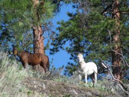 wild horses