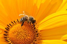 honey bee collecting pollen