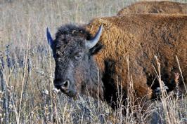 wild bison