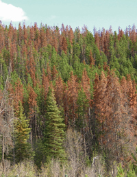 bc logging