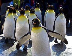 Emperor penguins