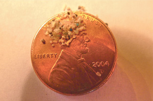 A ban on microbeads offers best chance to protect oceans and aquatic species