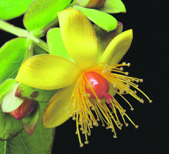 St. John's wort flower