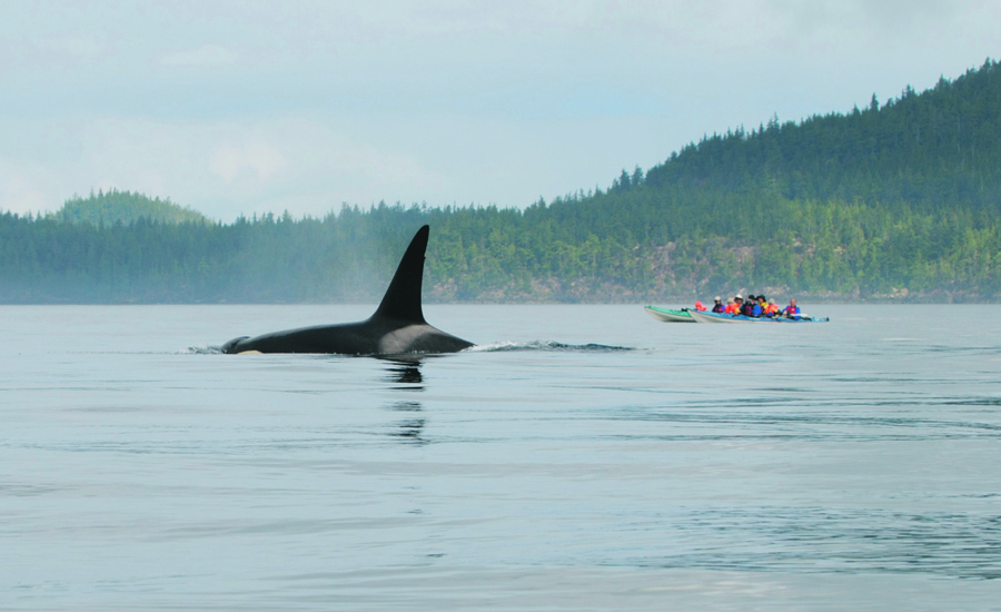 Orca and Kayakers - Photo by Winky