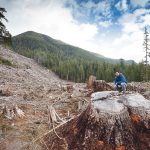 giant stump in clearcut | Photo: TJ Watt/AFA