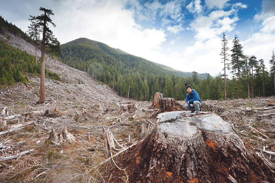 giant stump in clearcut | Photo: TJ Watt/AFA