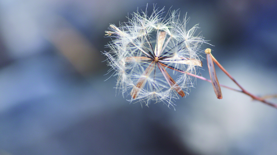 Dandelion seed head