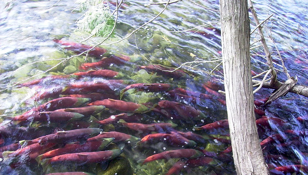 School of spawning sockeye salmon near the bridge on the Adams River, British Columbia, Canada | Photo: TheInterior via Wikimedia Commons
