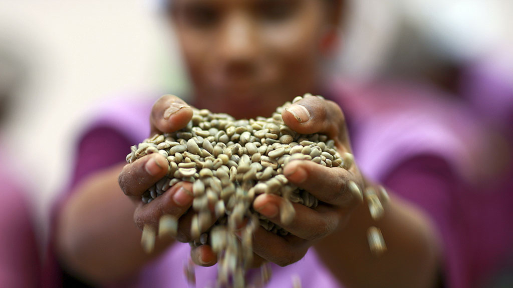 Coffee Handler with Beans from Timor Coffee Cooperative