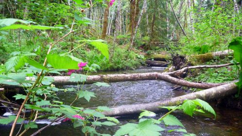 Creek with alder and salmonberry