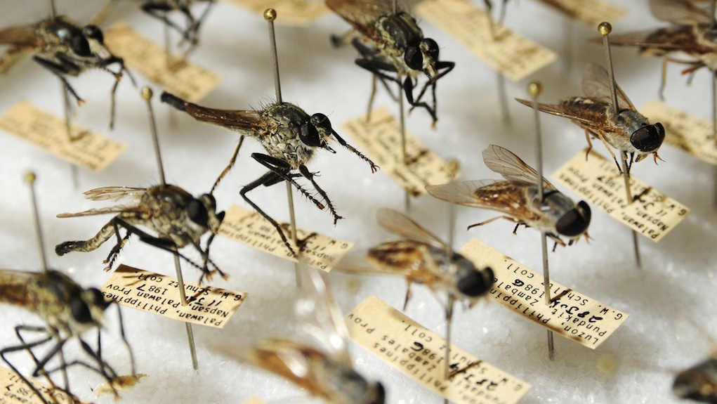Insect specimens on pin board