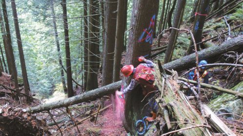 fallers at work in forest