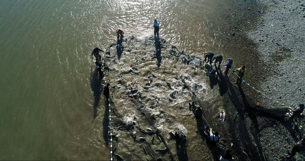 Group of people harvesting salmon by hand-pulling nets in the river
