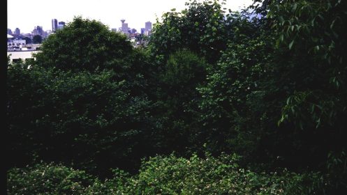 Well-developed emergent forest of both native and exotic species (Himalayan Blackberry, English Walnut, Big-leafed Maple, Castanea, Corylus, hops etc.) Vancouver skyline in background