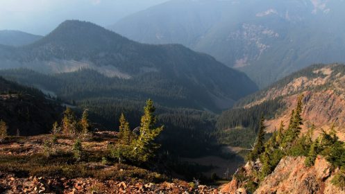 Forest with rocky foreground | Photo by Joe Foy