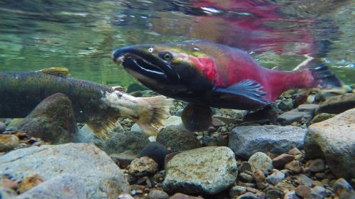 Spawning salmon