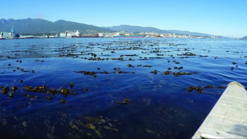 Kelp beds seen from canoe