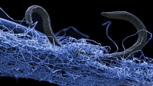 A nematode (eukaryote) in a biofilm of microorganisms.