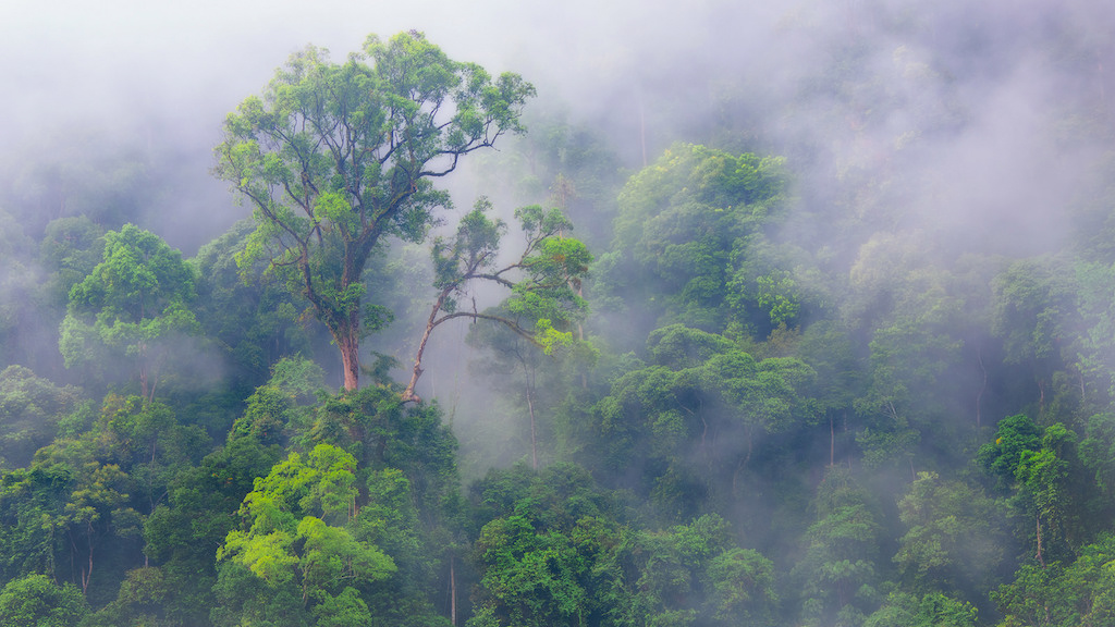 rainforest in the mist
