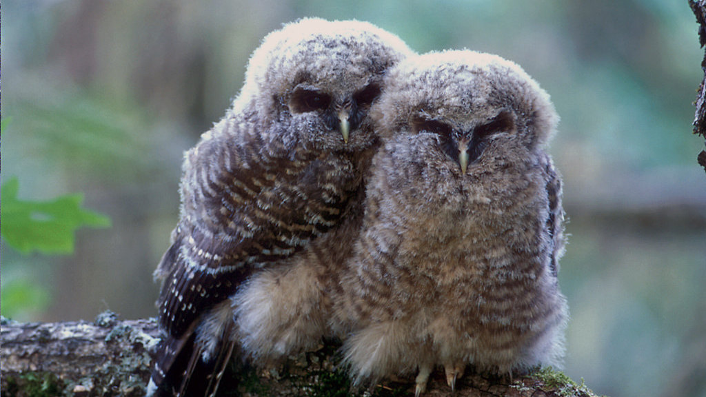 Northern spotted owl (Strix occidentalis caurina) fledglings