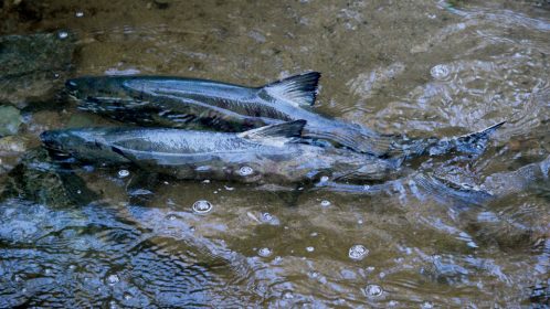 Salmon