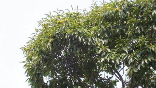 American chestnut tree