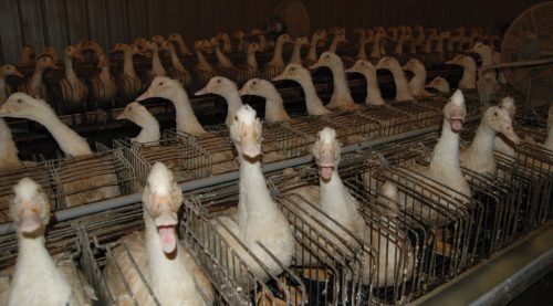 foie gras farm in Quebec