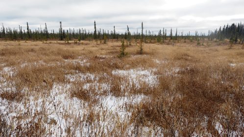 Muskeg