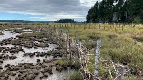 Nanaimo estuary EcoCultural Habitat Exclosure