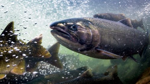Wild salmon