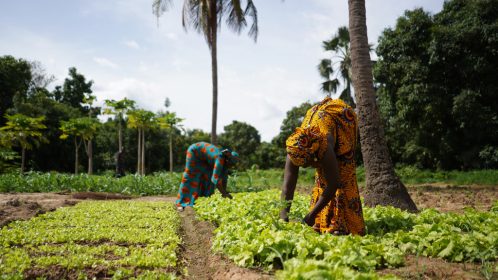 Farmers in rural west Africa