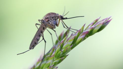 Mosquito resting on the grass