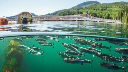 Smolts pass fish farm