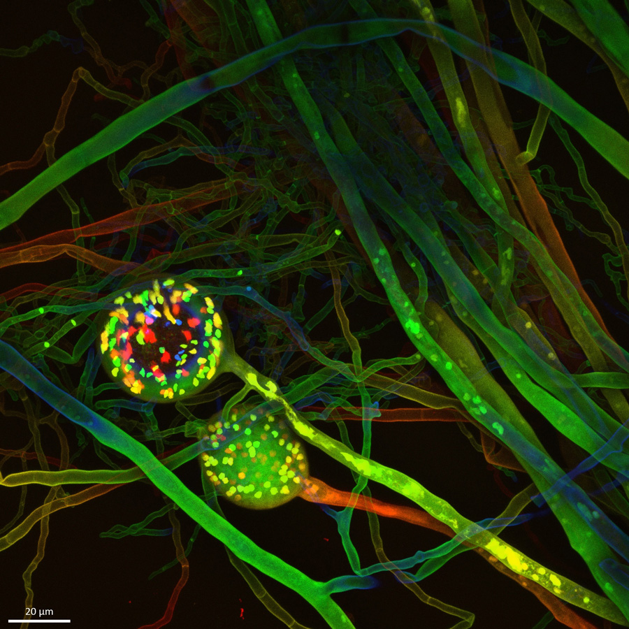 Confocal 3D-image of a fungal network with reproductive spores 