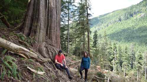 Old-growth red cedar tree on southern Vancouver Island