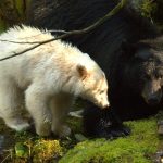 Spirit bear cub with their mother
