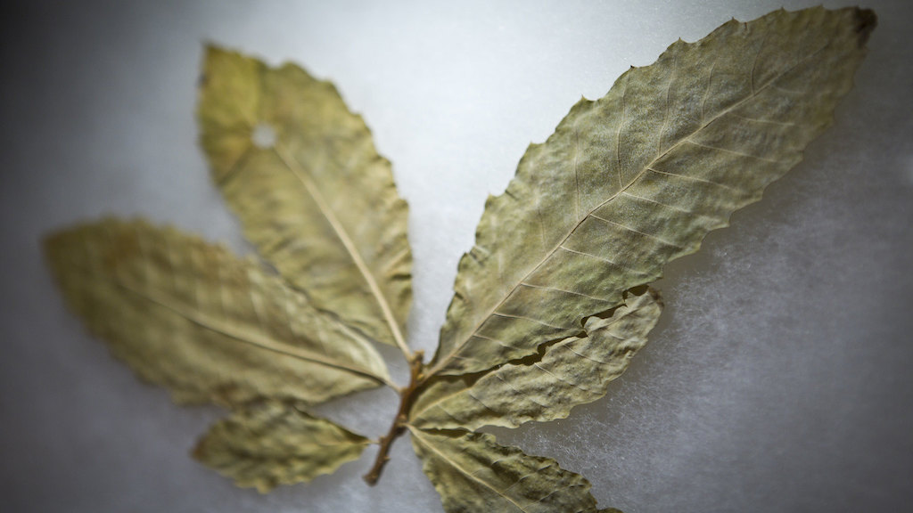 Transgenic chestnut tree leaf