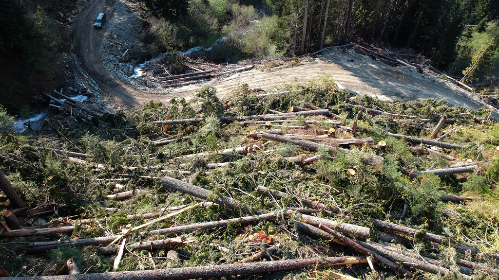 Clear cut near the home of the last wild spotted owl