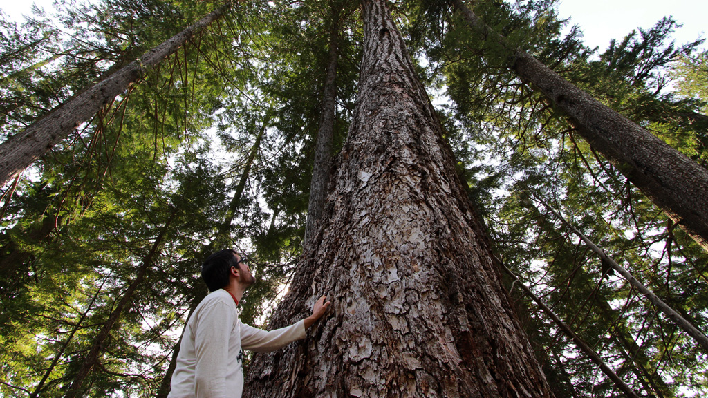 Old growth Douglas fir