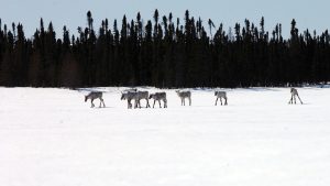small group of caribou in the snow