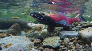 Coho salmon spawning | Photo: Bureau of Land Management
