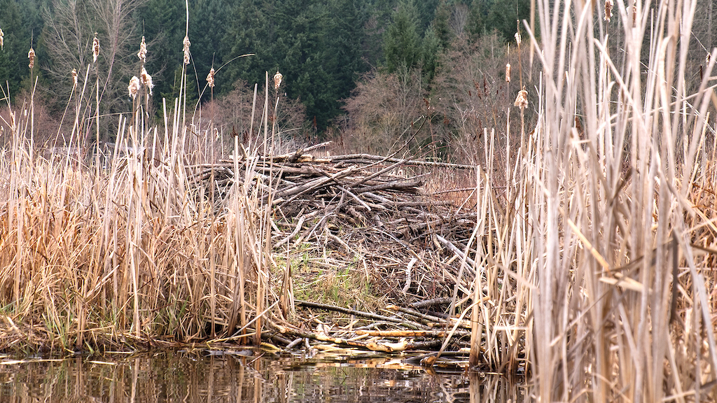 Watching the beavers restoring wetlands. The main resident lodge situated amongst the vegetation on the edge of Blackburn Lake, showing some of the branches stored for winter food in the foreground | Photo: Simon Henson