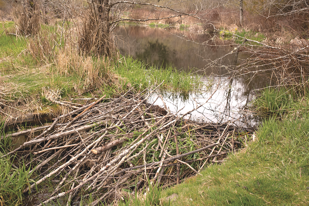 The new beaver dam, built across Hitchcock Creek, after the original was swept away during the severe flooding in the Fall of 2021 | Photo: Simon Henson