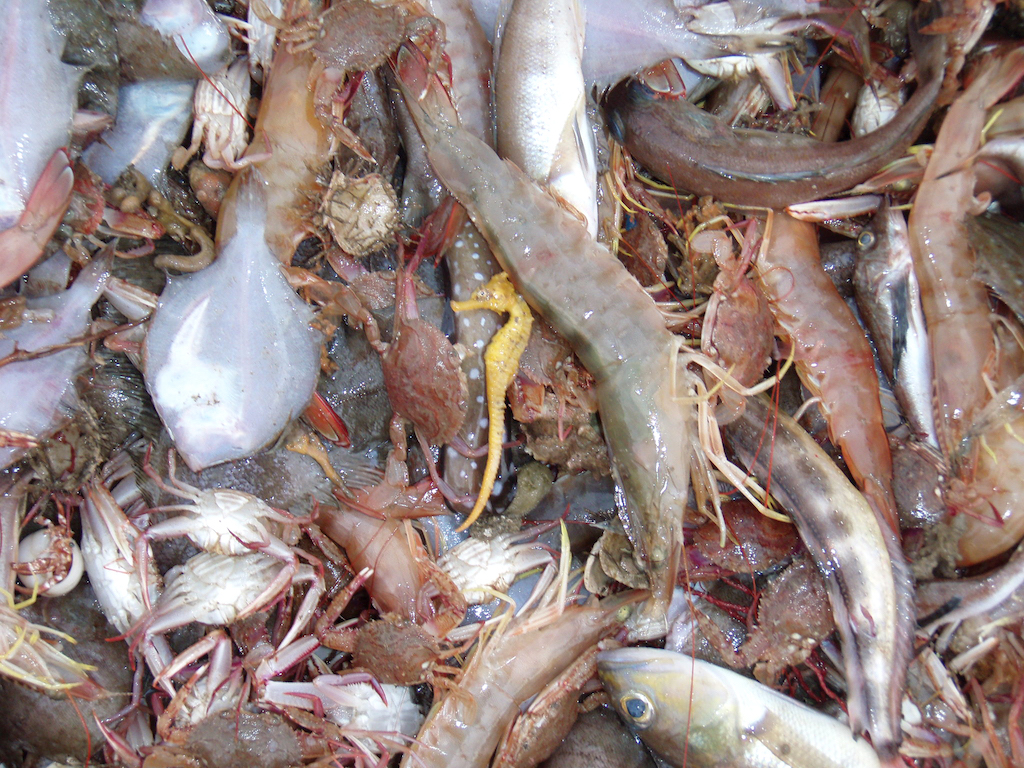 Bycatch in Mexican trawler | photo by Dr. Sarah Foster