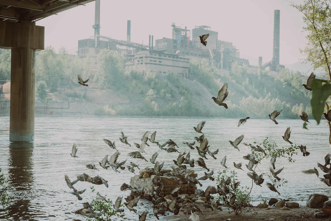 Pigeons flying in front of water with Teck smelter in the background